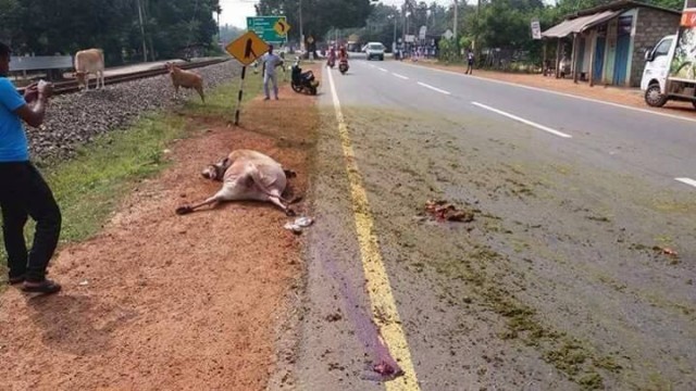 மாடு மீது மோதியது ரயில் - மாணவிக்கு காயம்!