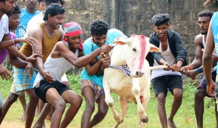 கிளிநொச்சியில் மஞ்சள் விரட்டு!