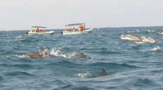 இலங்கை கடற்பரப்பில் ஆச்சரியங்கள் காட்டும் உயிரினம்!