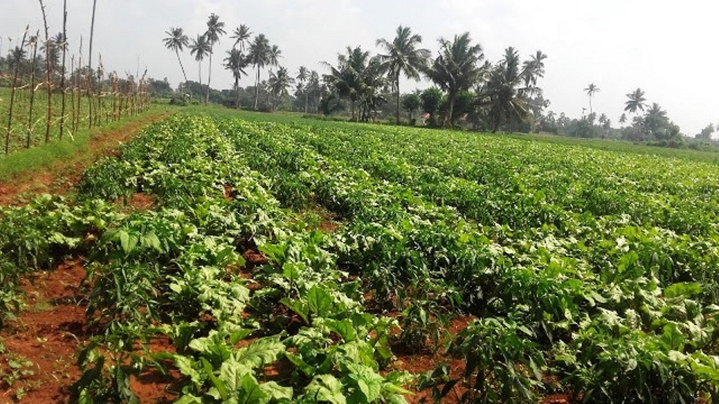 யாழில் பெரும்போக மரக்கறிச் செய்கையில் விவசாயிகள் ஆர்வம்