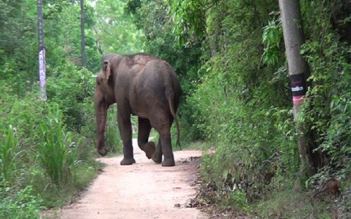 முல்லைத்தீவில் காட்டு யானைகளின் தாக்கம் அதிகரிப்பு.