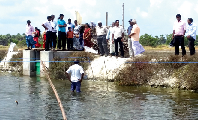 பூநகரியில் இறால் அறுவடை…!