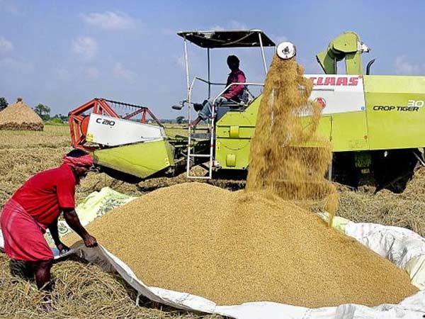 சிறுபோக விளைச்சலை நம்பி பெரும்போக விதைப்புக்காக காத்திருப்பு..