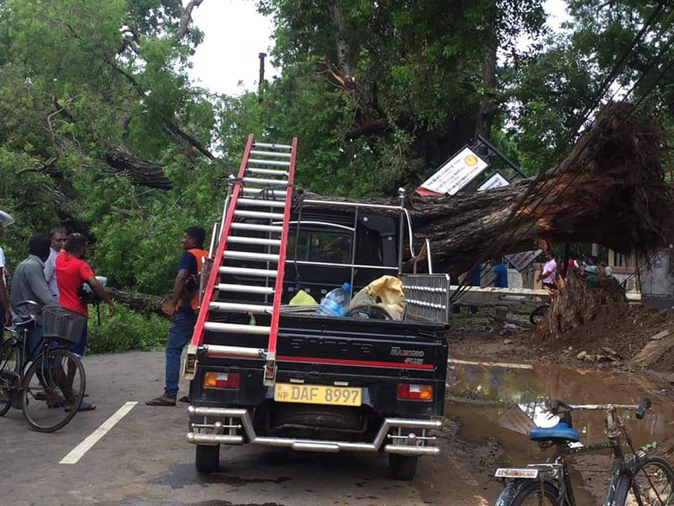 யாழ்.குடாநாட்டில் இன்று காலை பெய்த கனமழையினால் பழைய பூங்கா வளாகத்திலிருந்து பழமையான மரம் சாய்ந்தது..