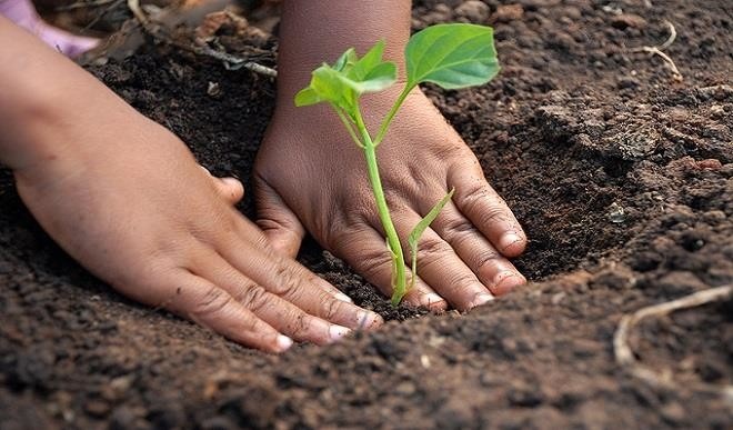 விவசாயிகளுக்கு மரக்கன்று வழங்குவதிலும் புகுந்துள்ள அரசியல்..