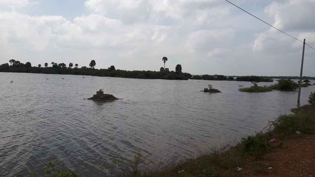 வடமாகாண விவசாய அமைச்சினால் பெருமெடுப்பில் நடப்பட்ட மரங்கள், பராமாிப்பின்றி கிடக்கிறது..