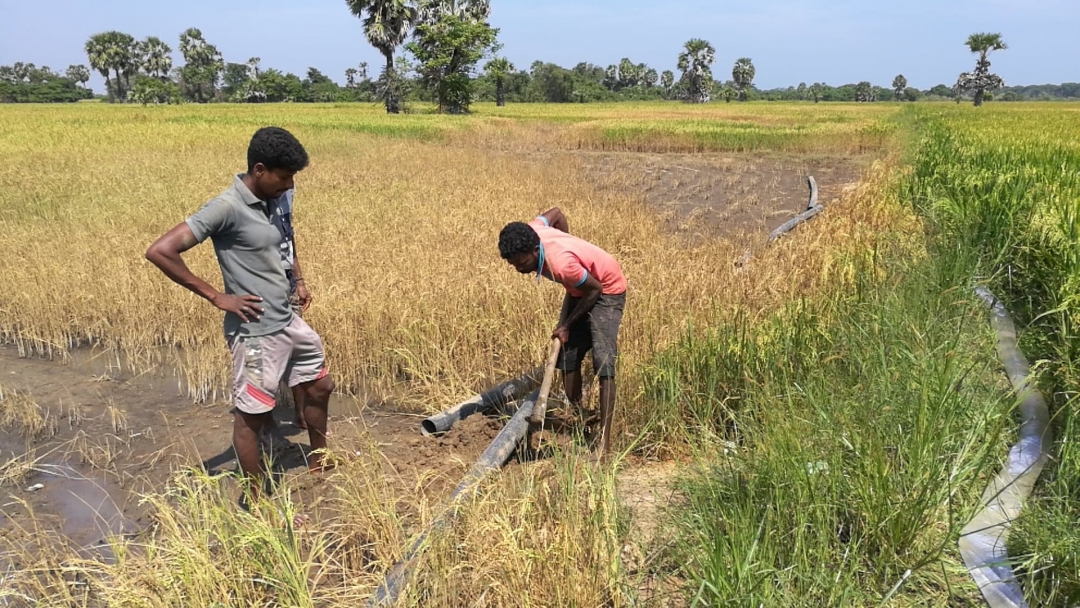 கிளிநொச்சி மாவட்டத்தில் 5 ஆயிரம் ஏக்கா் நெற் செய்கையே அழிவாம், விளைச்சல் வீழ்ச்சியை மூடி மறைக்கும் அதிகாாிகள்..