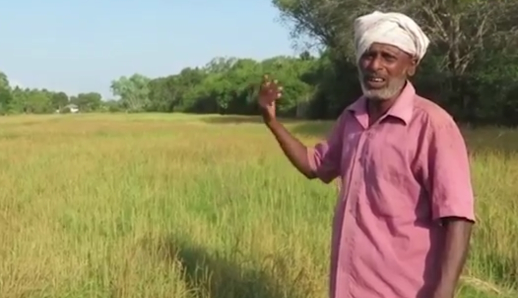 யானைகளால் நாசமாக்கப்படும் பூதன்வயல் கிராமத்திலுள்ள விவசாய நிலங்கள்..