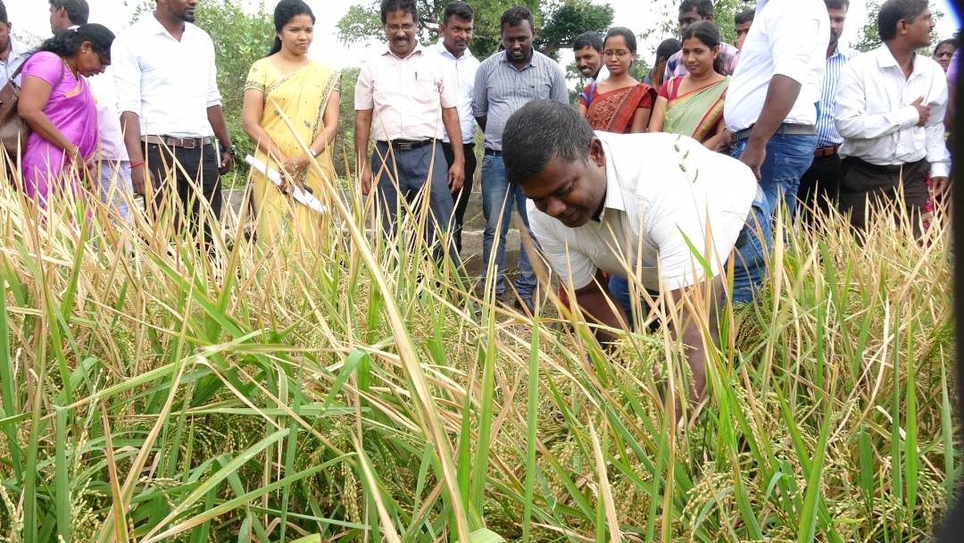 இயற்கை விவசாயத்தில் சாதித்த முல்லைத்தீவு விவசாயிகள், வயல் விழா கொண்டாடி பெருமிதம்..