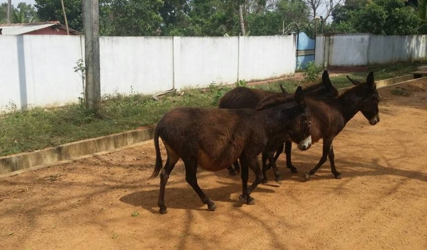 கிளி.திருவையாறு இராணுவ முகாம் கழுதைகளால் மக்களுக்கு தொல்லை..