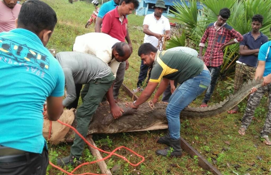 முல்லைத்தீவு ஒலுமடு கிராமத்தில் வீட்டுக்குள் புகுந்த முதலை!