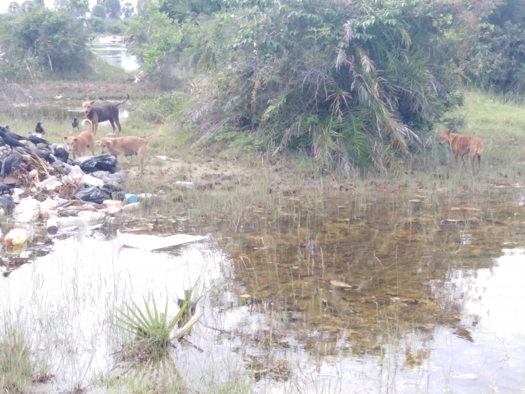 குப்பை மேடாக மாறிவரும் வல்லிபுரம் மாவடி சந்தி, பிரதேசசபை அசண்டையீனம்..