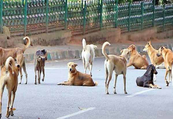 தெரு நாய்கள் தொல்லைக்கு விடுதலை, வாகனங்களில் பயணிப்போா் இனி நின்மதியாக பயணிக்கலாம்..