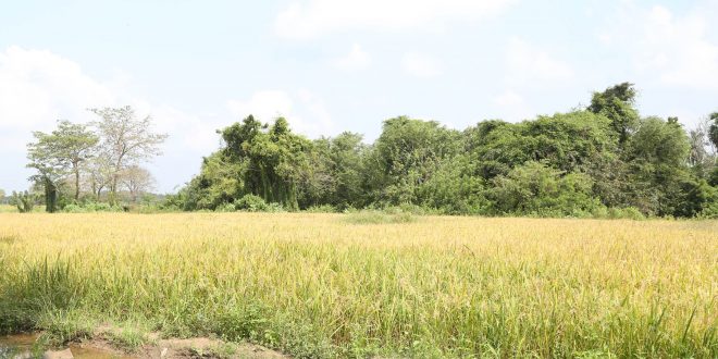 வனவள திணைக்களம் அடாவடி, வயல் நிலங்களையும், குளங்களையும் காடு என கூறுகிறதாம்..