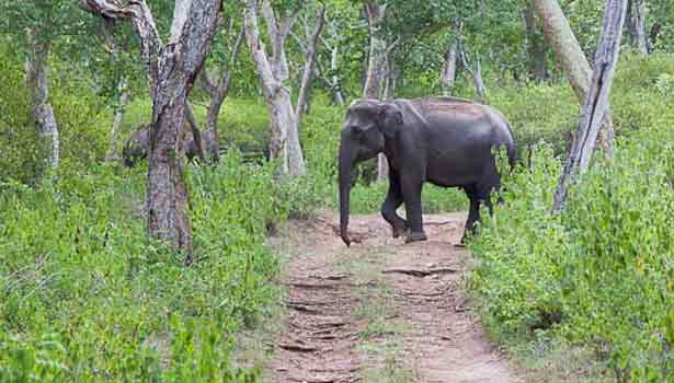 காட்டு யானைகளின் அட்டகாசம், உறக்கத்தை தொலைத்து காவல் காக்கும் விவசாயிகள்..