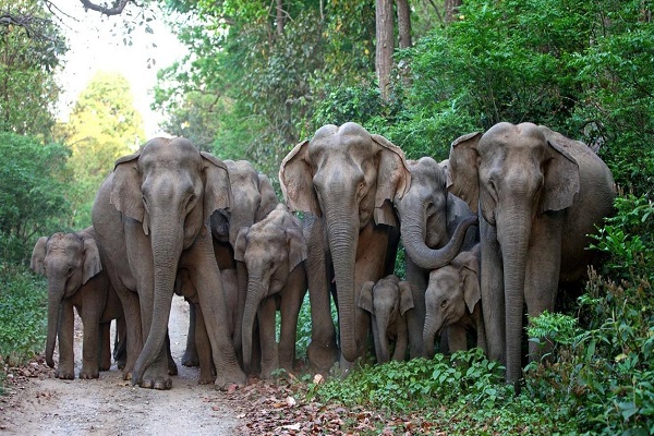 நெடுங்கேணியில் யானைகள் அட்டகாசம்..! அதிகாலையில் 3 மரக்கறி கடைகளை உடைத்து நாசம் செய்தது..