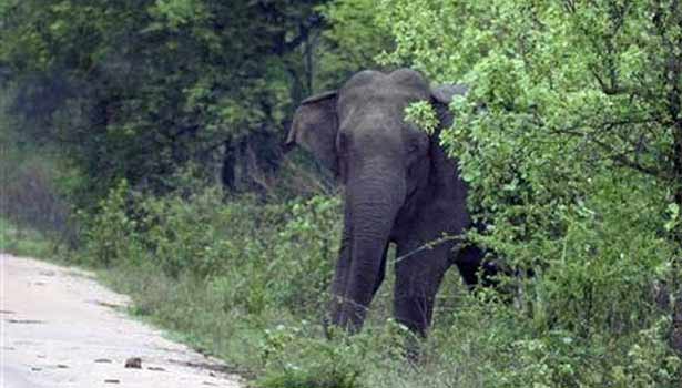 காட்டு யானைகளின் தொல்லை அதிகாிப்பு, கண்டு கொள்ளாத அதிகாாிகள்..! கிராமத்தைவிட்டு வெளியேறும் மக்கள்.