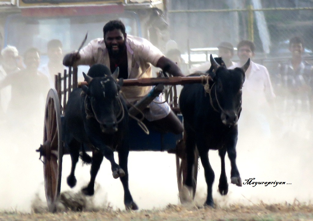 அாியாலை சுதேசிய திருநாள் கொண்டாட்டத்தில் தமிழா்களின் வீர விளையாட்டுக்களில் ஒன்றான மாட்டுவண்டி சாவாாி நேற்று இடம்பெற்றது..