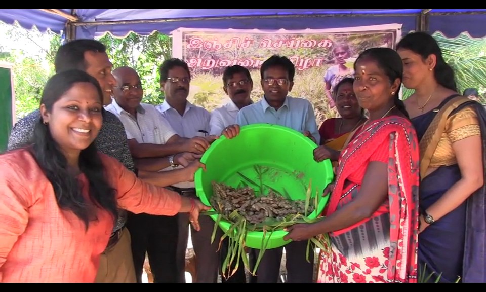 இஞ்சி செய்கையில் சாதித்துக் காட்டிய புதுக்குடியிருப்பு பெண்கள்..