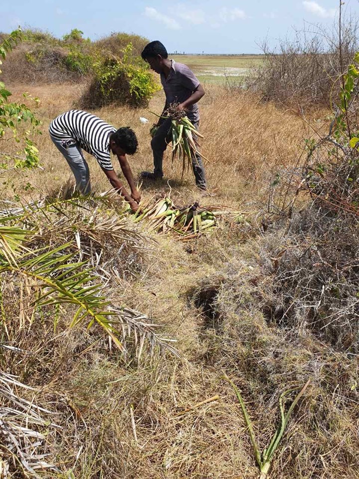 கற்றாளை திருடிய இளைஞா்கள் கைது..! தீவகத்தில் தொடரும் கற்றாளை திருட்டு..