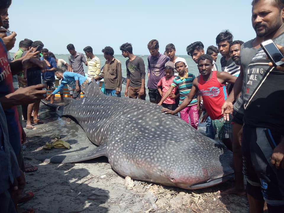 நாச்சிக்குடா கடலில் பாாிய சுறா மீனை பிடித்த மீனவா்கள் 3 போ் கைது, மேலும் சில மீனவா்களை தேடுகிறது பொலிஸ்..!