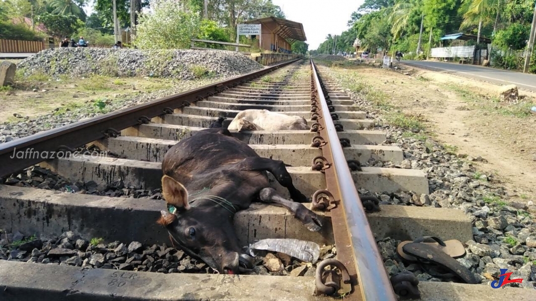 யாழ்ப்பாணம் நோக்கிவந்த ரயிலுடன் மோதி கன்றுக்குட்டிகள் பலி..!