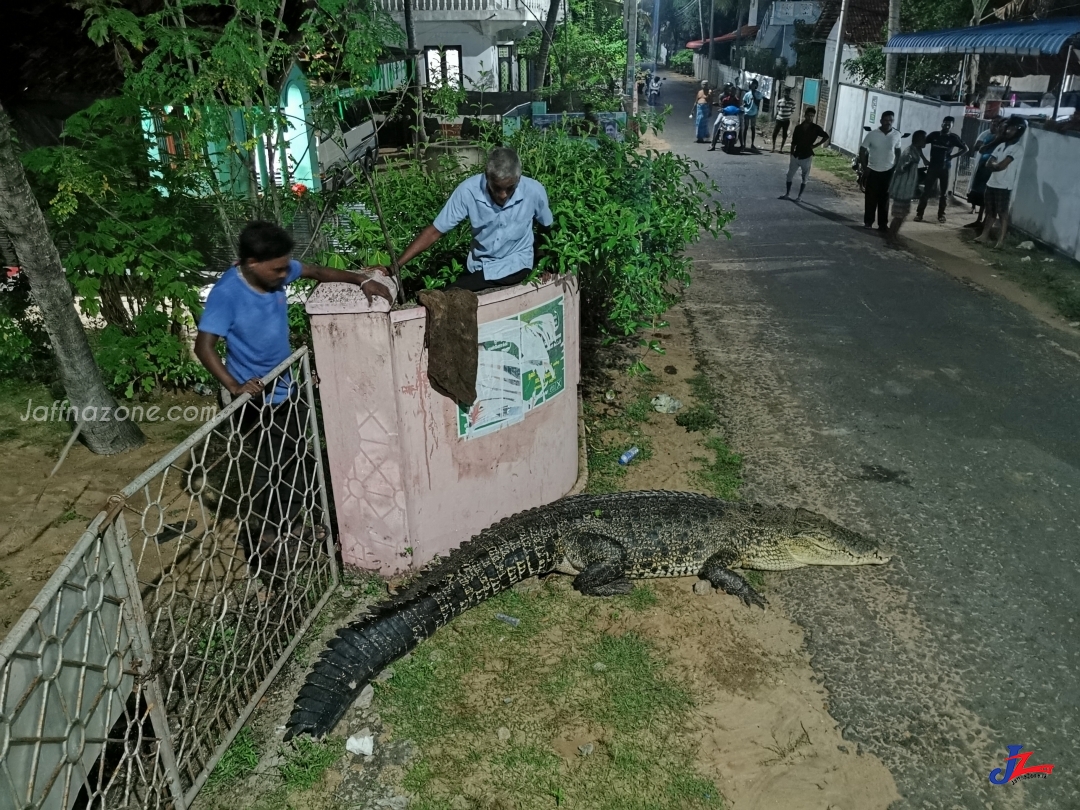 ஊருக்குள் புகுந்த பாாிய முதலை..! 2 மணித்தியாலம் போராடி முதலையை பிடித்த மக்கள்..