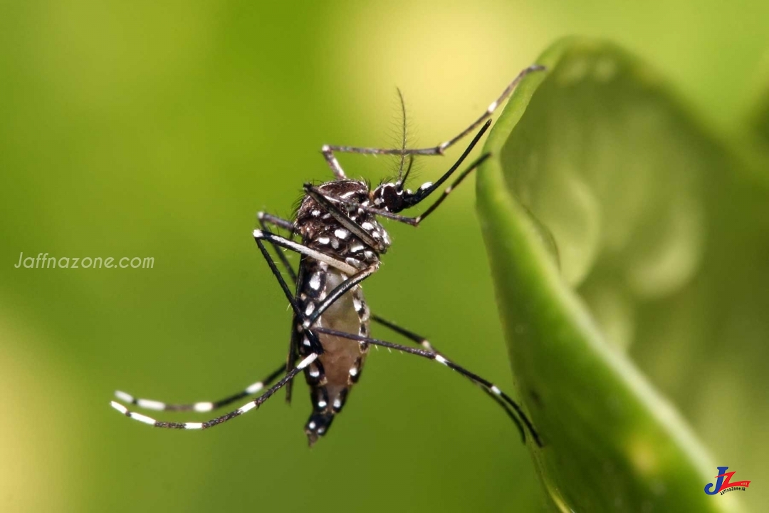 வடமாகாணத்தில் பராமரிப்பில்லாமல் உள்ள தனியார் காணிகள் பிரதேசசபையின் ஆழுகைக்குள் போகிறது..!