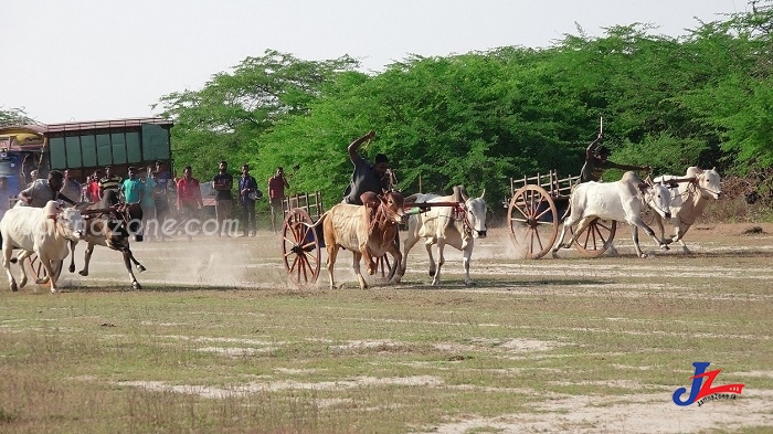 வடமாகாண இரட்டை மாட்டுவண்டி சவாரியில் யாழ்.மாவட்ட காளைகள் 4 பிரிவுகளில் வெற்றி..!