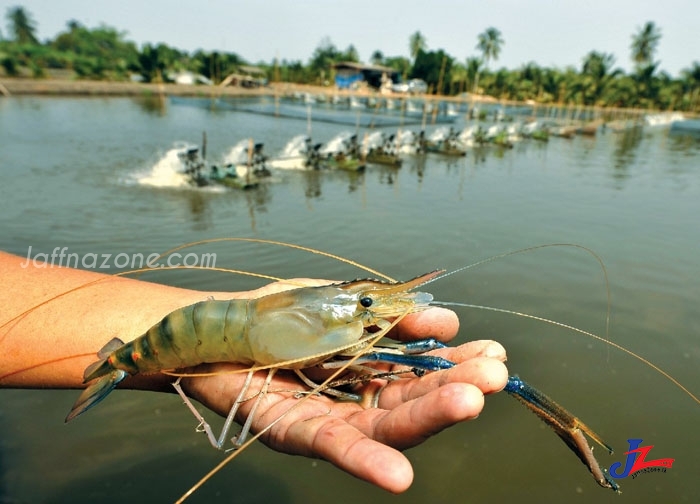 யாழ்.அராலி துறையில் 150 ஏக்கா் காணியில் பாாிய இறால் பண்ணை..! உள்ளூா் மீனவா்கள் தலையில் துண்டுபோடும் நிலை..