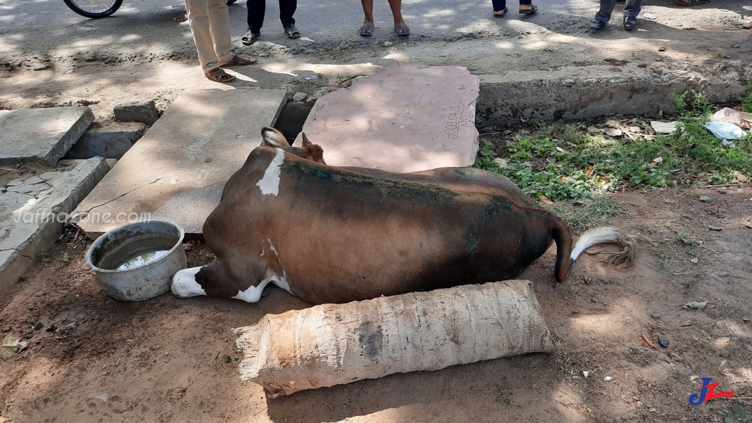 புகைரதம் மோதி படுகாயமடைந்த மாடு..! ஜீவகாருண்யம் மிக்கவர்களால் மீட்கப்பட்டு சிகிச்சையளிக்கப்பட்டது..