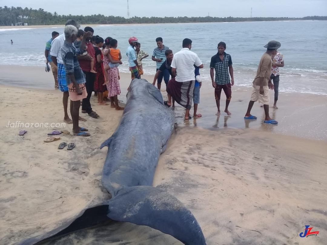 அம்பாறையில் இரு வேறு பாரிய மீன்கள் கண்டுபிடிப்பு