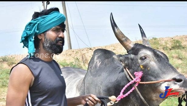 சூரி காட்டும் கெத்து!! -காளைகளுடன் உலா-