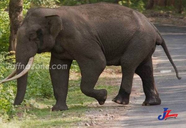 யானை தாக்குதலுக்கு இலக்கான யாழ்.பல்கலைக்கழக கிளிநொச்சி வளாக விரிவுரையாளர் படுகாயம்..! சற்றுமுன் சம்பவம்..