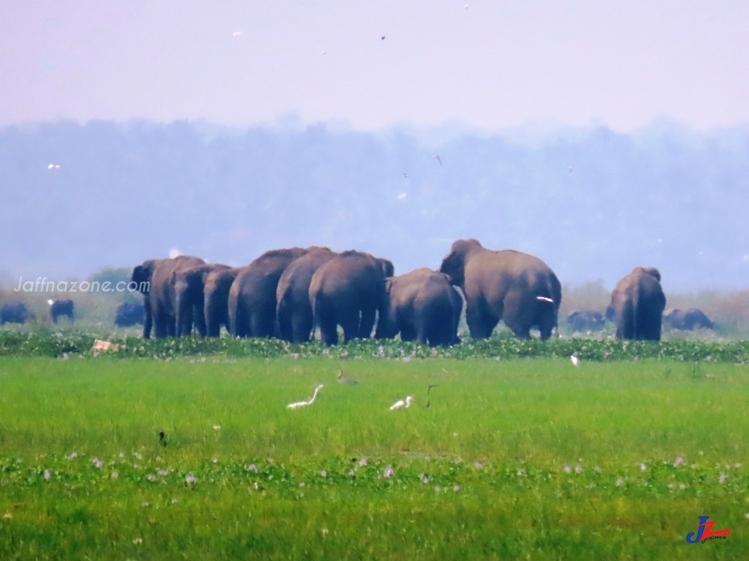 யானை கூட்டம் ஒன்று கல்முனை மாநகர பகுதியில் ஊடுறுவல்