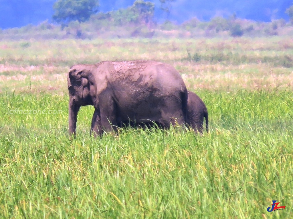 சம்மாந்துறை ,நிந்தவூர், காரைதீவு ,பகுதியில் யானை வருகை அதிகரிப்பு