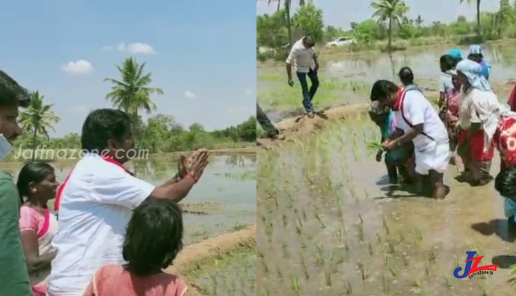 பெண்களுடன் நெல் நாற்று நடும் அமைச்சர் விஜயபாஸ்கர்!! -தேர்தலுக்காக வயலில் இறங்கி பிரச்சாரம்-