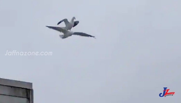 ஒரு பறவை மேல் மற்றொரு பறவை அமர்ந்து சாவகசமான பயணம்!! -இணையத்தில் வைரலாகும் கடற்பறவைகளின் வித்தியாச செயற்பாடு-