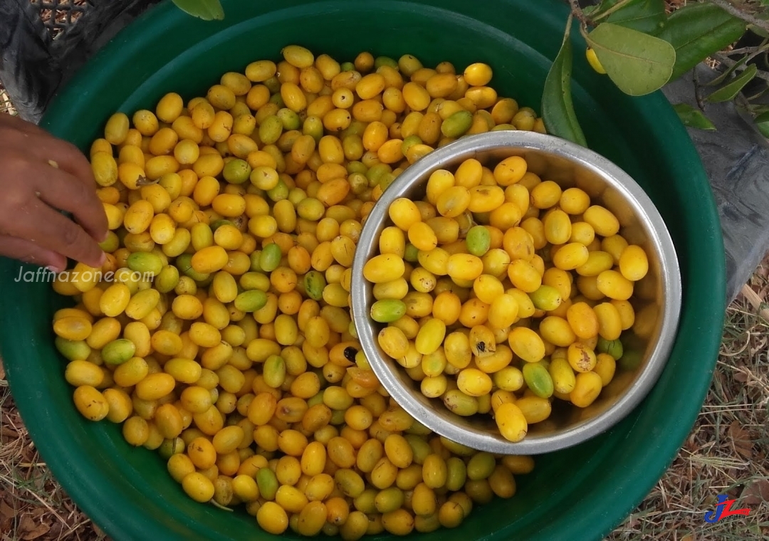 பாலை மரம் வெட்டுபவர்களை வேடிக்கை பார்க்கும் வனவள திணைக்களம், பாலைப்பழம் பிடுங்கி விற்பவர்களை விரட்டியடித்து வீரப் பிரதாபம்..!