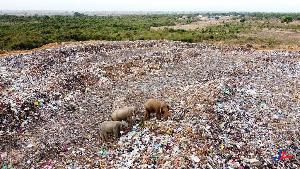 உள்ளுராட்சி மன்றங்களின் திண்ம கழிவு முகாமைத்துவ திட்டத்தினால் குப்பைகளை உண்ண வரும் யானைகள் குறைவடைந்தது