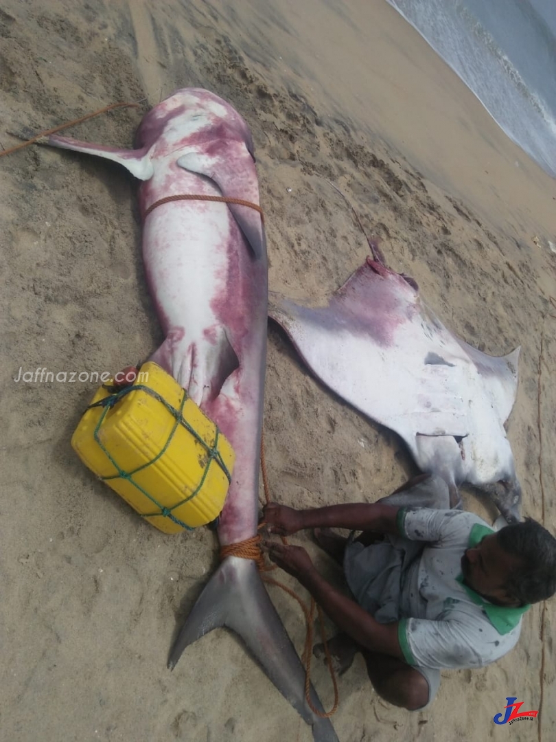 திடீர் காலநிலை மாற்றம் காரணமாக பாரிய மீன்கள் கல்முனை பிராந்திய கடற்கரைகளில் பிடிபடுகின்றன