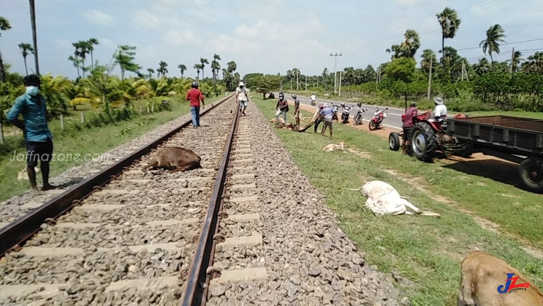 முன் அறிவித்தலின்றி வந்த புகைரதம்..! 10ற்கும் மேற்பட்ட மாடுகள் உயிரிழப்பு..