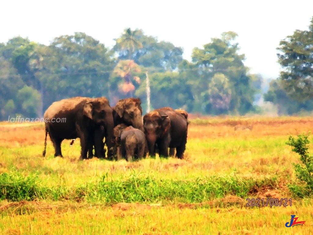 யானை கூட்டம் ஒன்று வேளாண்மை விதைப்பை தொடர்ந்து காடுகளை நோக்கி திரும்புகிறது