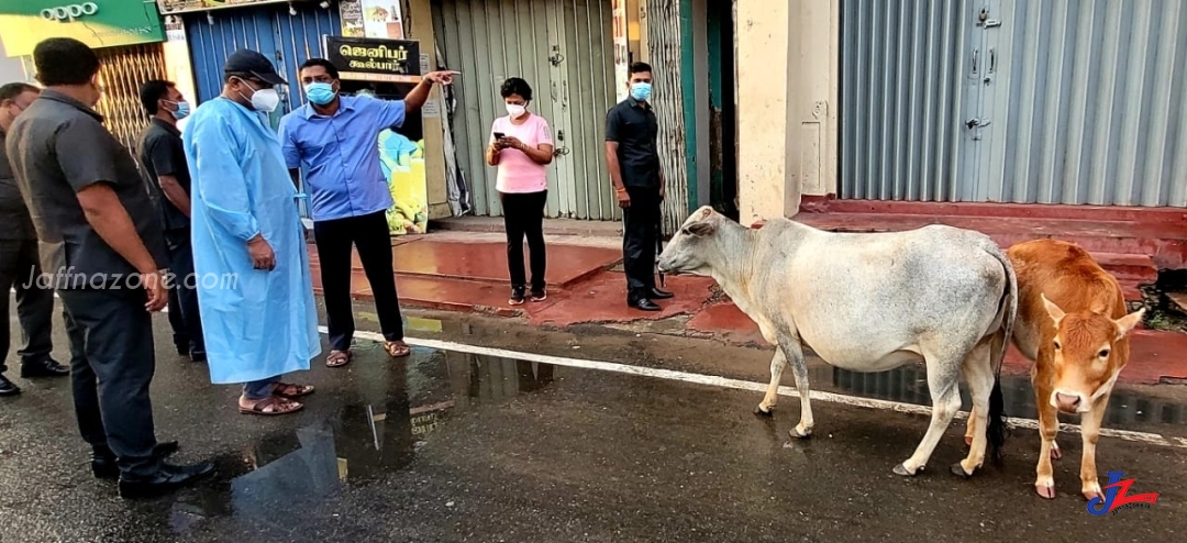 யாழ்.மாநகரில் கால்வாய்கள், கழிவுகள், பேருந்து, கடைகள், கட்டாக்காலி கால்நடைகள் என சகலதையும் கண்டார் ஆளுநர்! எதேனும் நடக்குமா?