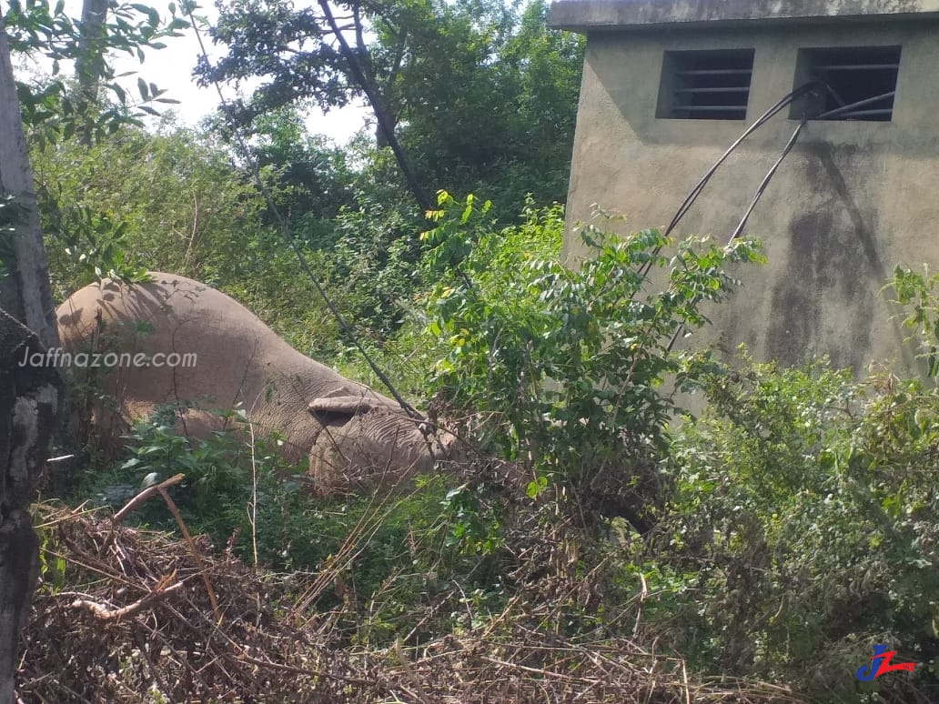 மின்கம்பிவேலியில் சிக்கி இறந்த காட்டு யானை தொடர்பில் விசாரணை முன்னெடுப்பு