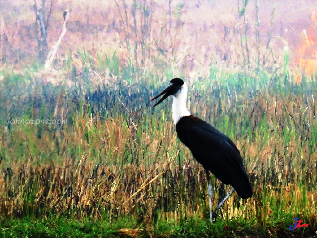 கறுப்பு வர்ண வெளிநாட்டு பறவைகள் நடமாட்டம் அதிகரிப்பு