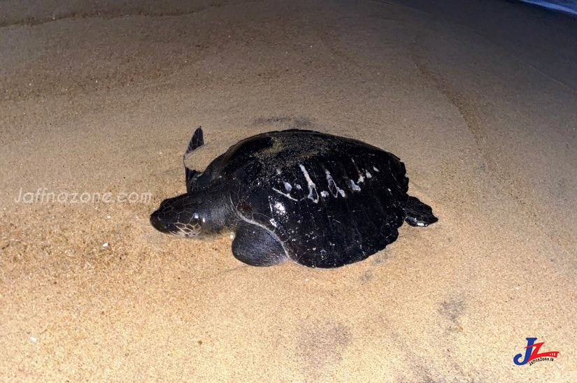 நிந்தவூர் கடற்கரையில் உயிருடன் கடலாமை கரையொதுங்கியது