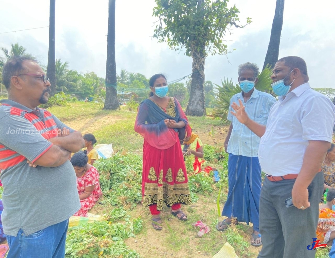 சேதன பசளை மூலம் பயிரிடப்பட்ட நிலக்கடலை அறுவடை-அமோக விளைச்சல்