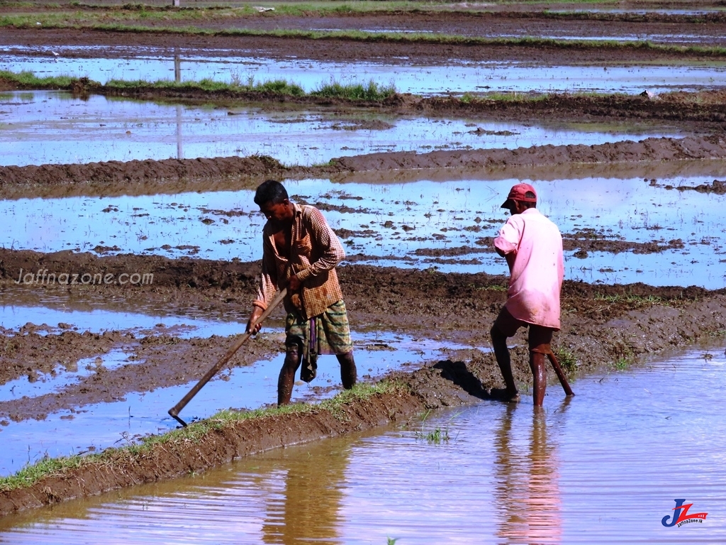 அம்பாறையில் உழவுவேலைகள் ஆரம்பம்-எரிபொருள் நெருக்கடிக்கு மத்தியில் செலவுகள் அதிகரிப்பு