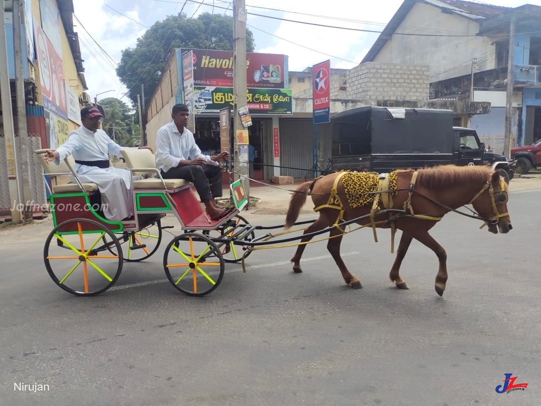 யாழ்ப்பாணத்தில் குதிரை வண்டில் சேவை இன்று அங்குரார்ப்பணம் செய்யப்பட்டது..!